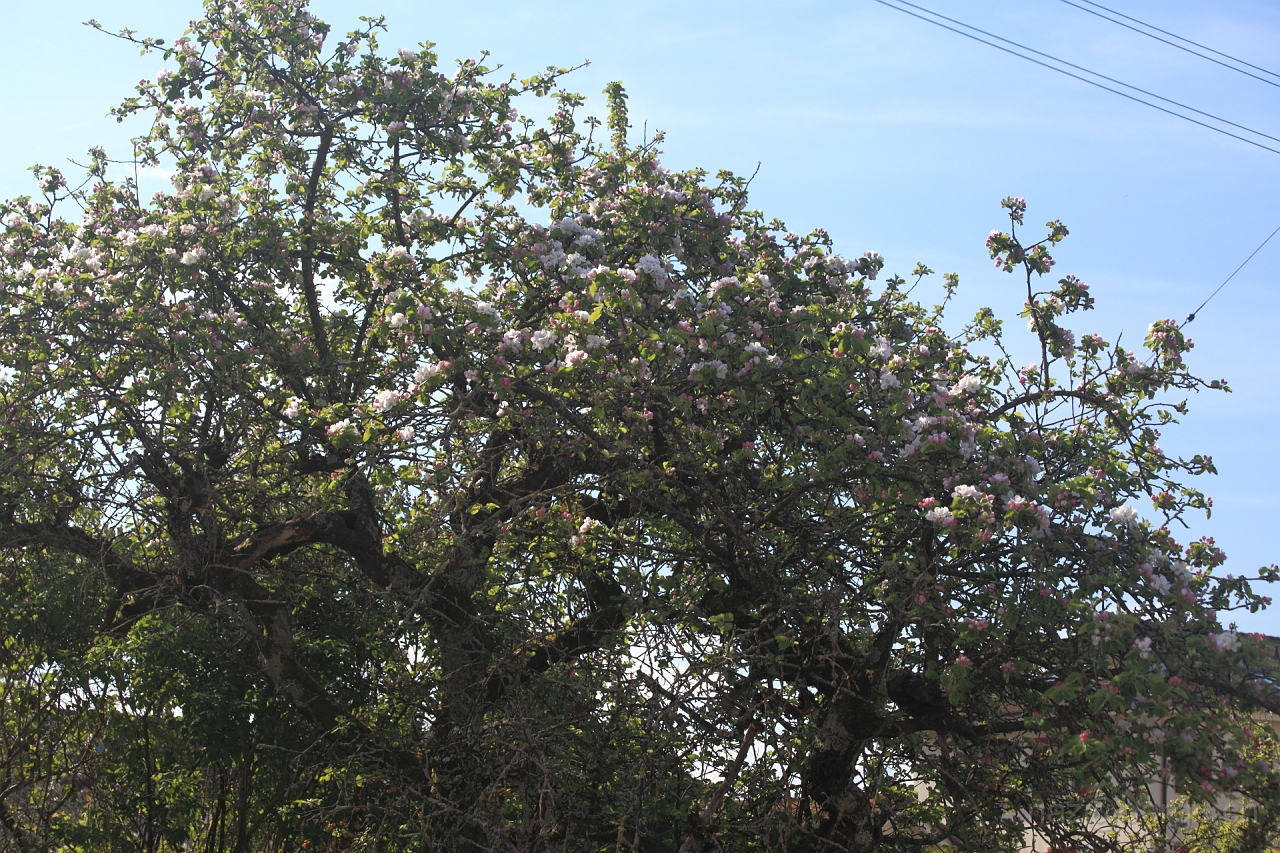 EOS 5D Mark II12_04_20148007.JPG